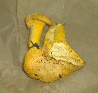 Cantharellus roseocanus image