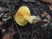 Cortinarius flavifolius image