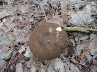 Lactarius lignyotus var. nigroviolascens image