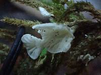 Rimbachia bryophila image