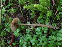 Entoloma lucidum image