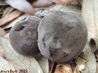 Tylopilus griseocarneus image