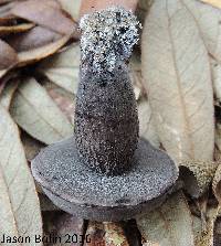 Tylopilus griseocarneus image