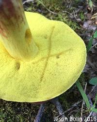 Boletus roodyi image