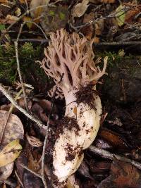 Ramaria violaceibrunnea image