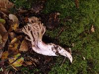 Ramaria violaceibrunnea image