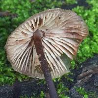 Mycena maculata image