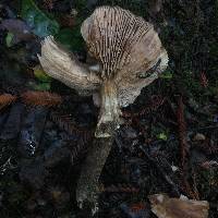 Armillaria sinapina image