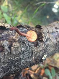 Mycena californiensis image