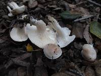 Hygrophorus roseobrunneus image