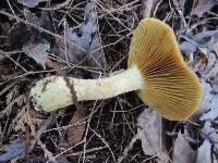 Cortinarius clandestinus image