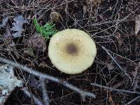 Cortinarius clandestinus image