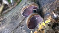 Auricularia polytricha image