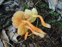 Hygrocybe squamulosa image