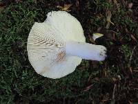 Russula heterophylla image