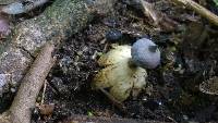 Geastrum pectinatum image