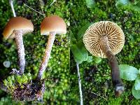 Galerina badipes image