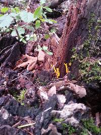 Calocera viscosa image