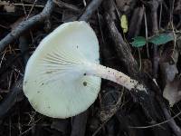 Hygrocybe russocoriacea image