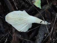 Hygrocybe russocoriacea image