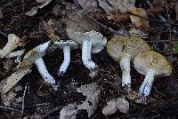 Tricholoma apium image