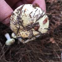 Russula basifurcata image