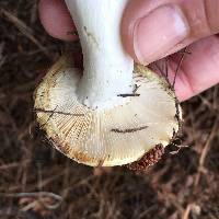 Russula basifurcata image