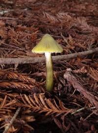 Hygrocybe olivaceonigra image