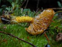 Pholiota flammans image