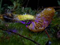 Pholiota flammans image