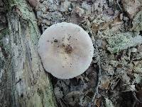 Lactarius argillaceifolius image