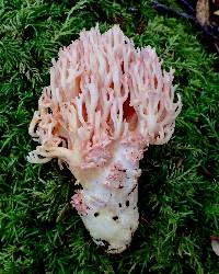 Ramaria botrytis image