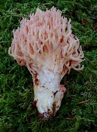 Ramaria botrytis image