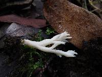 Clavulina coralloides image