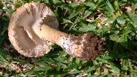 Amanita foetidissima image