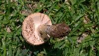 Amanita foetidissima image