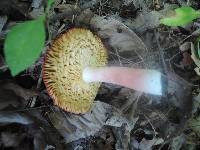 Russula laeta image