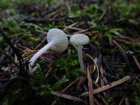 Hygrocybe russocoriacea image