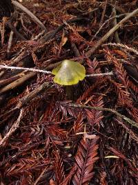 Hygrocybe olivaceonigra image