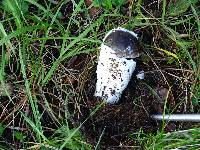 Amanita pachycolea image