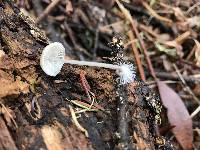 Mycena filopes image