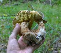 Boletus atkinsonii image