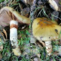 Cortinarius glutinosoarmillatus image
