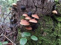 Psathyrella piluliformis image