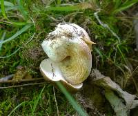 Boletus atkinsonii image