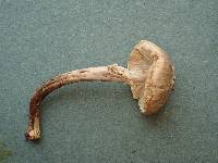 Lepiota helveola image