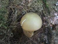 Tylopilus felleus image