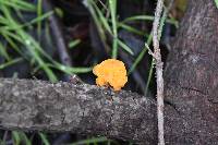 Dacryopinax spathularia image