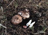 Agaricus fuscovelatus image