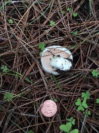 Hygrophorus gliocyclus image